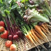 Foods to Avoid and Include